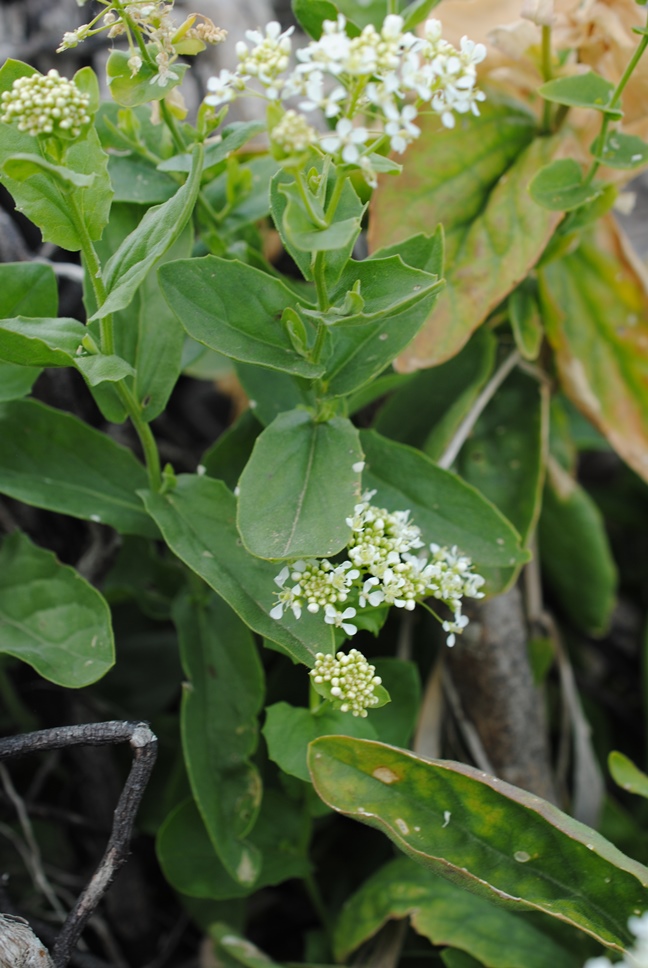 Cardaria draba